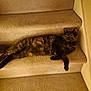 cat, tortoiseshell, stairs, carpet, pet, animal, fur, indoor, relaxing, wide_eyes, laying_down, cozy, home, domestic, mammal, whiskers, claws, tail, cute, curious
