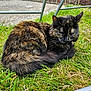 Rosie is registered to the contest to win money with this photo: cat, tortoiseshell, grass, outdoor, sleeping, feline, pet, animal, fur, resting, nature, chair, metal, garden, brick, closeup, daylight, calm, relaxed, whiskers