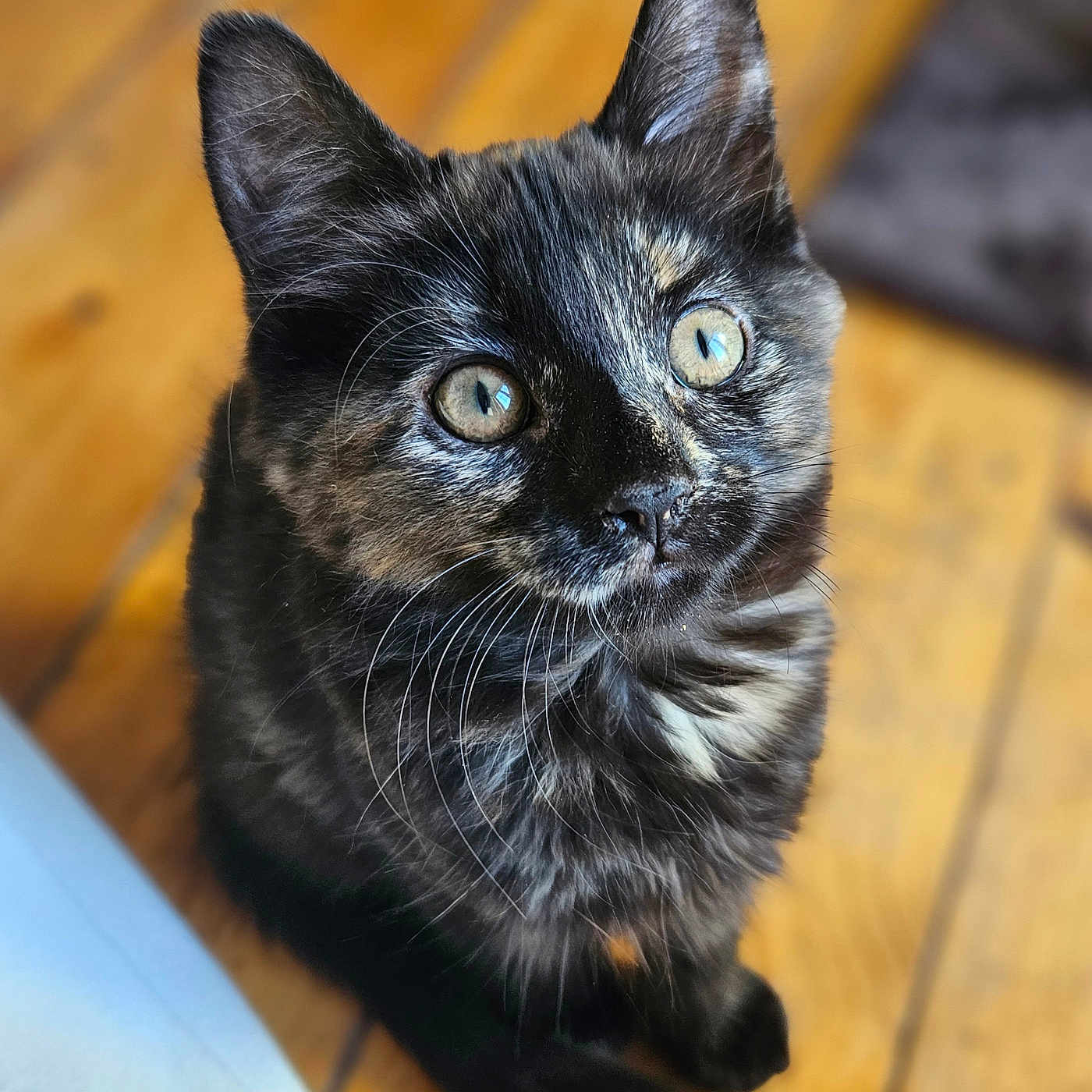 Rosie joined the competition — help win amazing prizes! animal, cat, closeup, curious, cute, domestic, ears, eyes, feline, fur, indoor, kitten, pet, portrait, sitting, soft_light, tortoiseshell, whiskers, wooden_floor, young