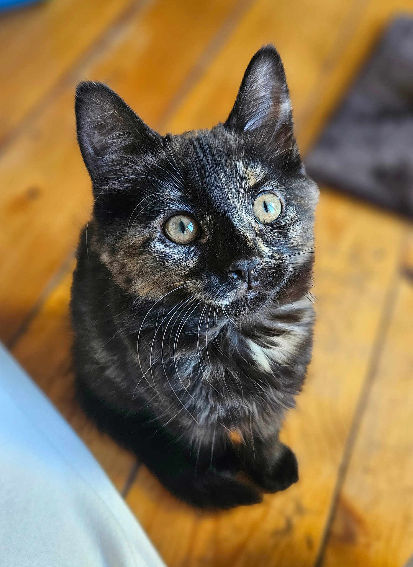 Rosie joined the competition — help win amazing prizes! kitten, cat, tortoiseshell, pet, animal, feline, whiskers, ears, eyes, fur, indoor, wooden_floor, cute, young, domestic, curious, portrait, sitting, closeup, soft_light