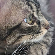 Suky participe au concours pour gagner de l'argent avec cette photo : cat, tabby, close_up, whiskers, eye, feline, pet, animal, profile, fur, cute, domestic_animal, portrait, mammal, indoor, soft_focus, striped, face, nose, closeup