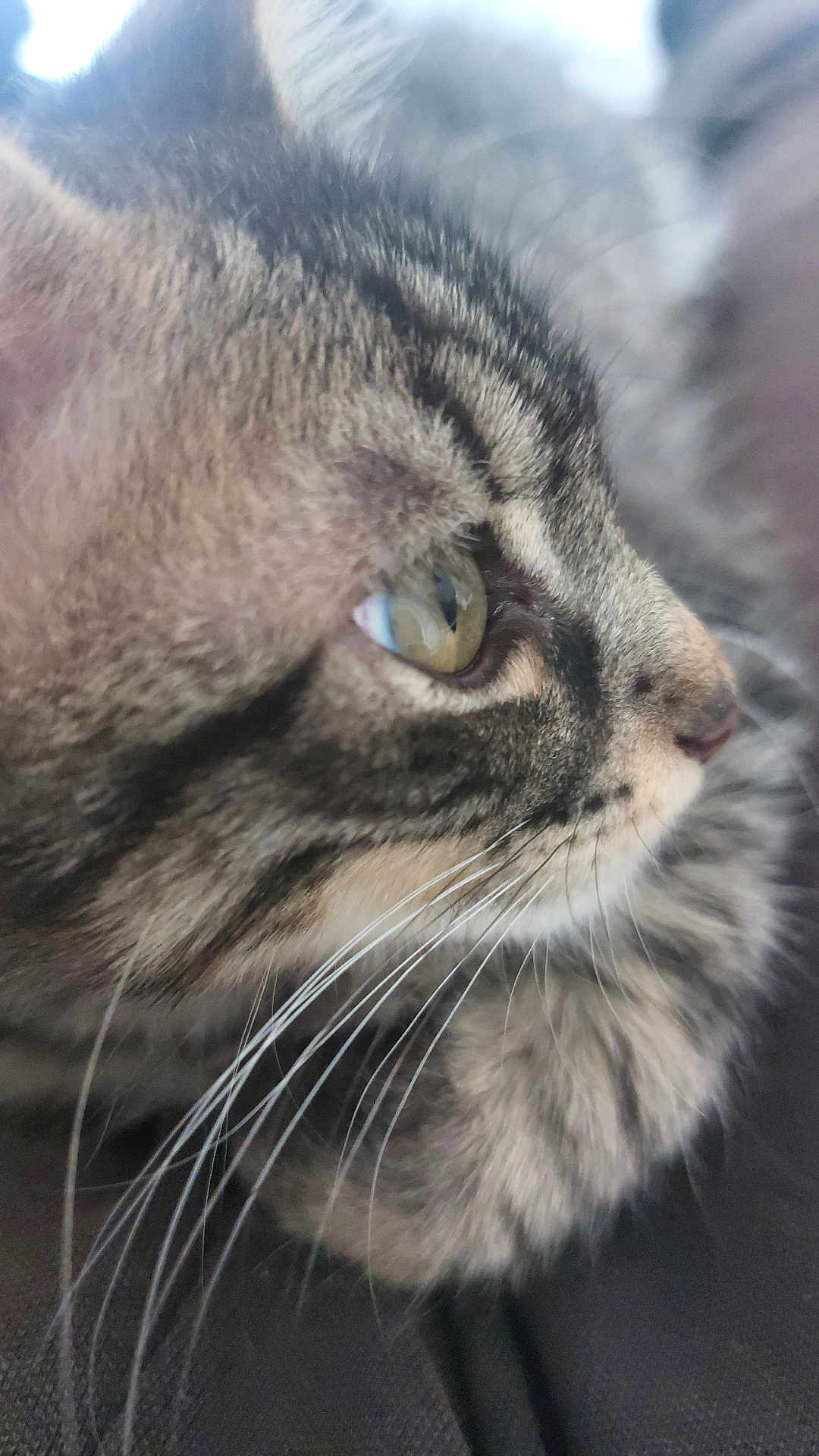 Suky participe au concours pour gagner de l'argent avec cette photo : cat, tabby, close_up, whiskers, eye, feline, pet, animal, profile, fur, cute, domestic_animal, portrait, mammal, indoor, soft_focus, striped, face, nose, closeup