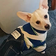 Buddy is registered to the contest to win money with this photo: adorable, animal, canine, carpet, clothing, companion, curious, cute, denim, dog, ears, fashion, floor, indoor, looking_up, outfit, pet, sitting, small_dog, white_dog