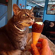 Flo is registered to the contest to win money with this photo: cat, tabby, ice_cream, cone, licking, hand, indoor, home, furniture, blanket, yellow_eyes, curious, pet, cozy, soft_lighting, whiskers, collar, person_hand, relaxed, kitchen