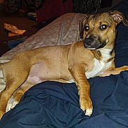 Stitch is registered to the contest to win money with this photo: dog, brown_dog, bed, blanket, indoor, pet, canine, fur, animal, resting, looking_sideways, paw, ears, domestic, carpet, clutter, furniture, relaxed, curious, home