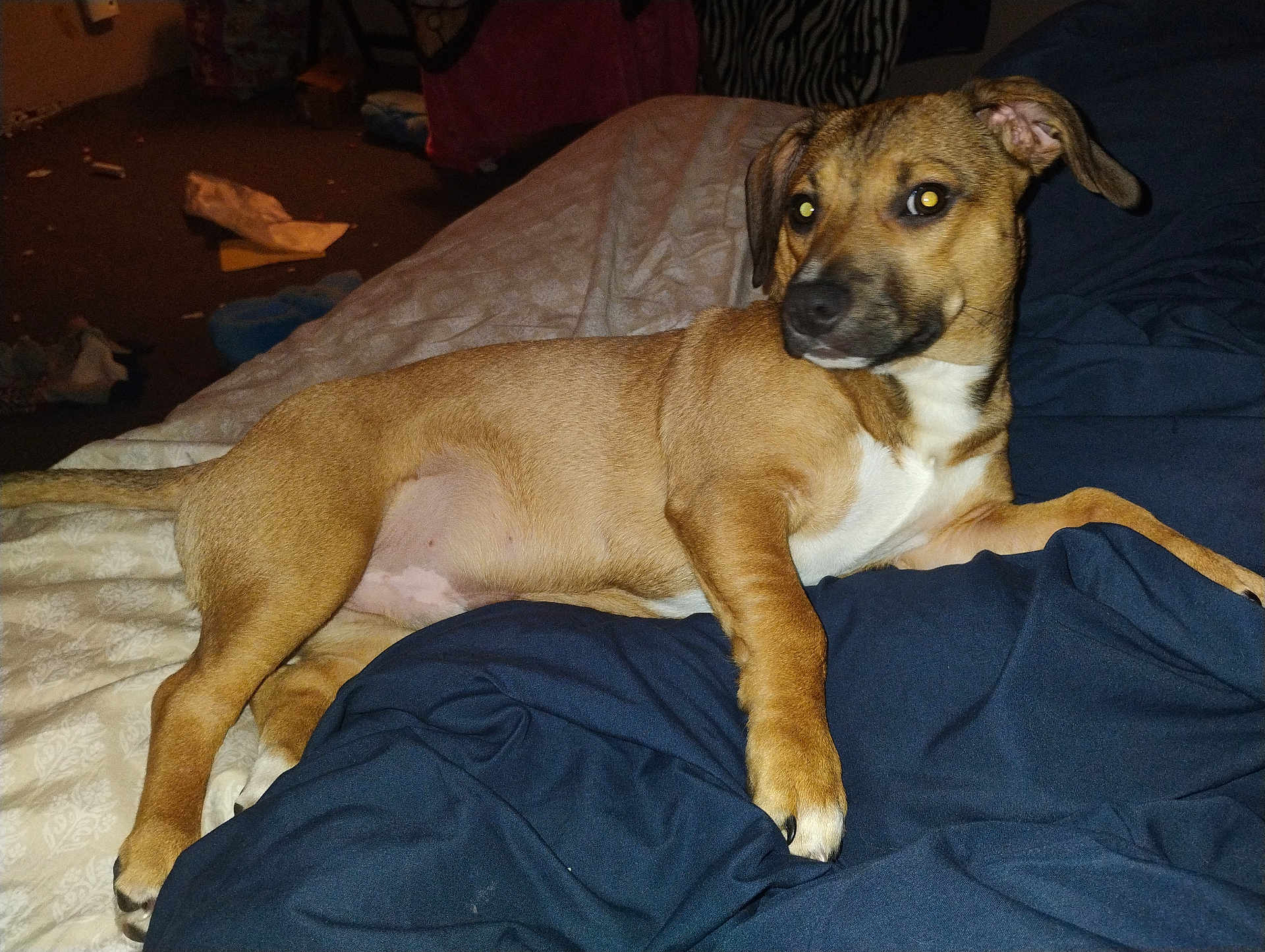 Stitch is registered to the contest to win money with this photo: dog, brown_dog, bed, blanket, indoor, pet, canine, fur, animal, resting, looking_sideways, paw, ears, domestic, carpet, clutter, furniture, relaxed, curious, home