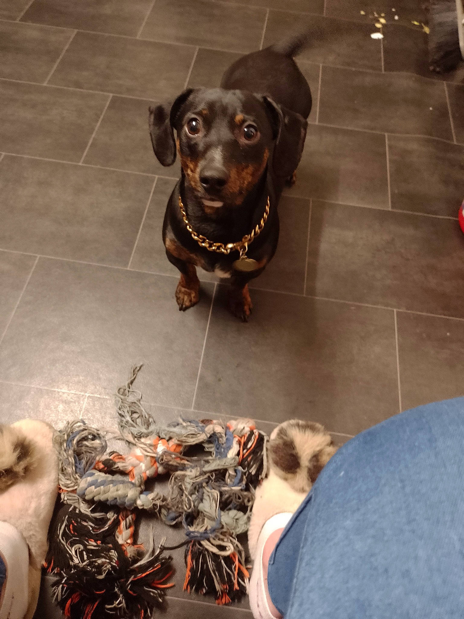 Marley joined the competition — help win amazing prizes! art, canidae, carnivore, collar, companion_dog, dog, dog_breed, dog_collar, dog_supply, fawn, floor, flooring, fur, liver, metal, pet_supply, sporting_group, whiskers, wood, working_animal