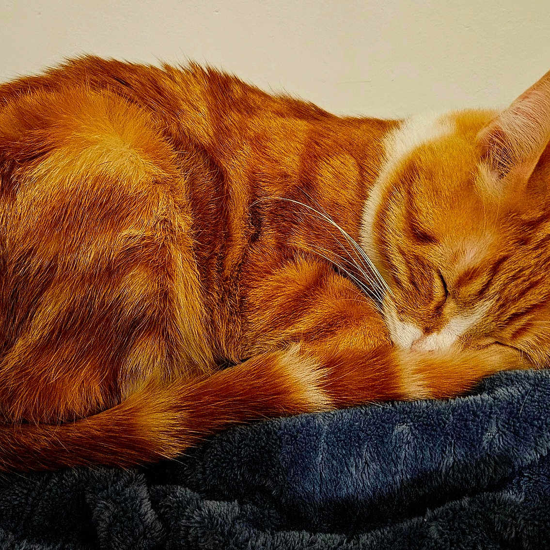 Lupin a rejoint le concours — aidez-le/la à gagner de superbes lots ! abyssinian, animal, blanket, cat, chair, computer, couch, cushion, electronics, furniture, hardwood, homedecor, kitten, laptop, manx, pc, person, pet, sleeping, wood