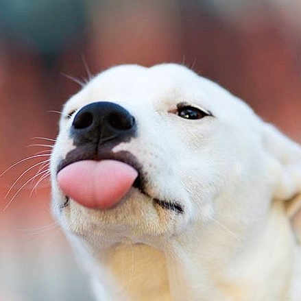Chloe joined the competition — help win amazing prizes! akbash_dog, ancient_dog_breeds, canidae, carnivore, companion_dog, dog, dog_breed, labrador_retriever, mammal, nose, puppy, rare_breed_dog, retriever, snout, sporting_group, vertebrate