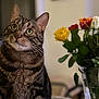 cat, tabby_cat, flower, rose, bouquet, indoor, pet, animal, feline, green_eyes, whiskers, close_up, plant, vase, colorful, blurred_background, domestic_cat, curious, portrait, soft_lighting