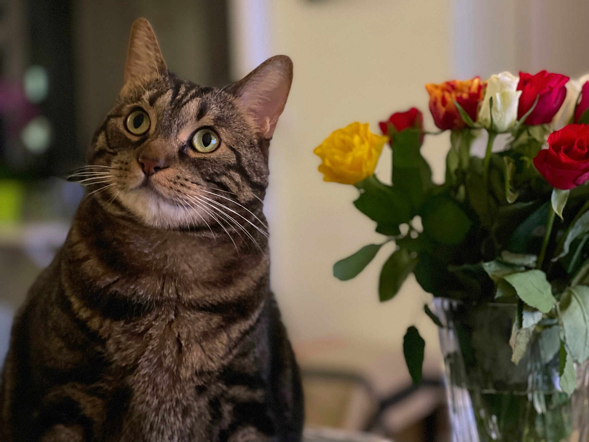 Khosrow Feizyabi participe au concours pour gagner de l'argent avec cette photo : cat, tabby_cat, flower, rose, bouquet, indoor, pet, animal, feline, green_eyes, whiskers, close_up, plant, vase, colorful, blurred_background, domestic_cat, curious, portrait, soft_lighting