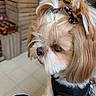 animal, close_up, companion_animal, cute, dog, fluffy, groomed, hair_bows, harness, indoors, leash, long_hair, pet, portrait, shih_tzu, sitting, small_dog, tile_floor, topknot, wooden_background