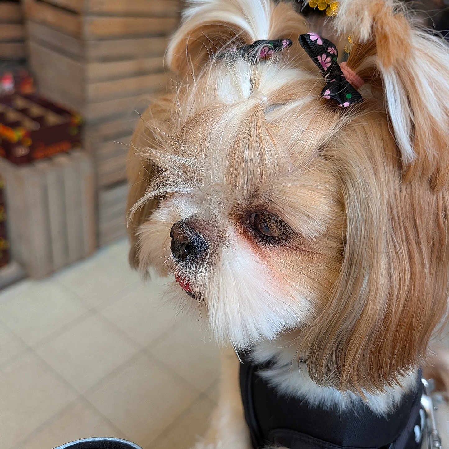 Ursula participe au concours pour gagner de l'argent avec cette photo : animal, close_up, companion_animal, cute, dog, fluffy, groomed, hair_bows, harness, indoors, leash, long_hair, pet, portrait, shih_tzu, sitting, small_dog, tile_floor, topknot, wooden_background