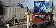 Khloe joined the competition — help win amazing prizes! black_tunnel, carpet, cat, cat_house, cat_toy, clock, curtains, cushion, dvd_case, fan, floor, home_decor, living_room, plush_toy, radiator, scratching_post, television, weather_forecast, window, wooden_cabinet