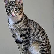 Khloe joined the competition — help win amazing prizes! animal, calm, cat, closeup, curious, cute, domestic_cat, ears, feline, fur, green_eyes, indoor, nose, pet, portrait, sitting, striped_fur, tabby_cat, whiskers, white_paws