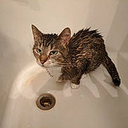 Riversong is registered to the contest to win money with this photo: bath_time, bathtub, cat, closeup, damp, domestic_animal, drain, green_eyes, grumpy_expression, indoor, looking_up, paw, pet, shadow, stain, tail, wet_cat, wet_fur, whiskers, white_surface