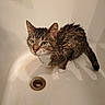 bath_time, bathtub, cat, closeup, damp, domestic_animal, drain, green_eyes, grumpy_expression, indoor, looking_up, paw, pet, shadow, stain, tail, wet_cat, wet_fur, whiskers, white_surface