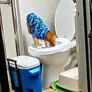 Boots Randolph is registered to the contest to win money with this photo: animal, basin, bathing, bathroom, bathtub, canine, cat, cleaning, dog, hardwood, hound, indoors, interiordesign, person, pet, potty, puppy, room, toilet, wood