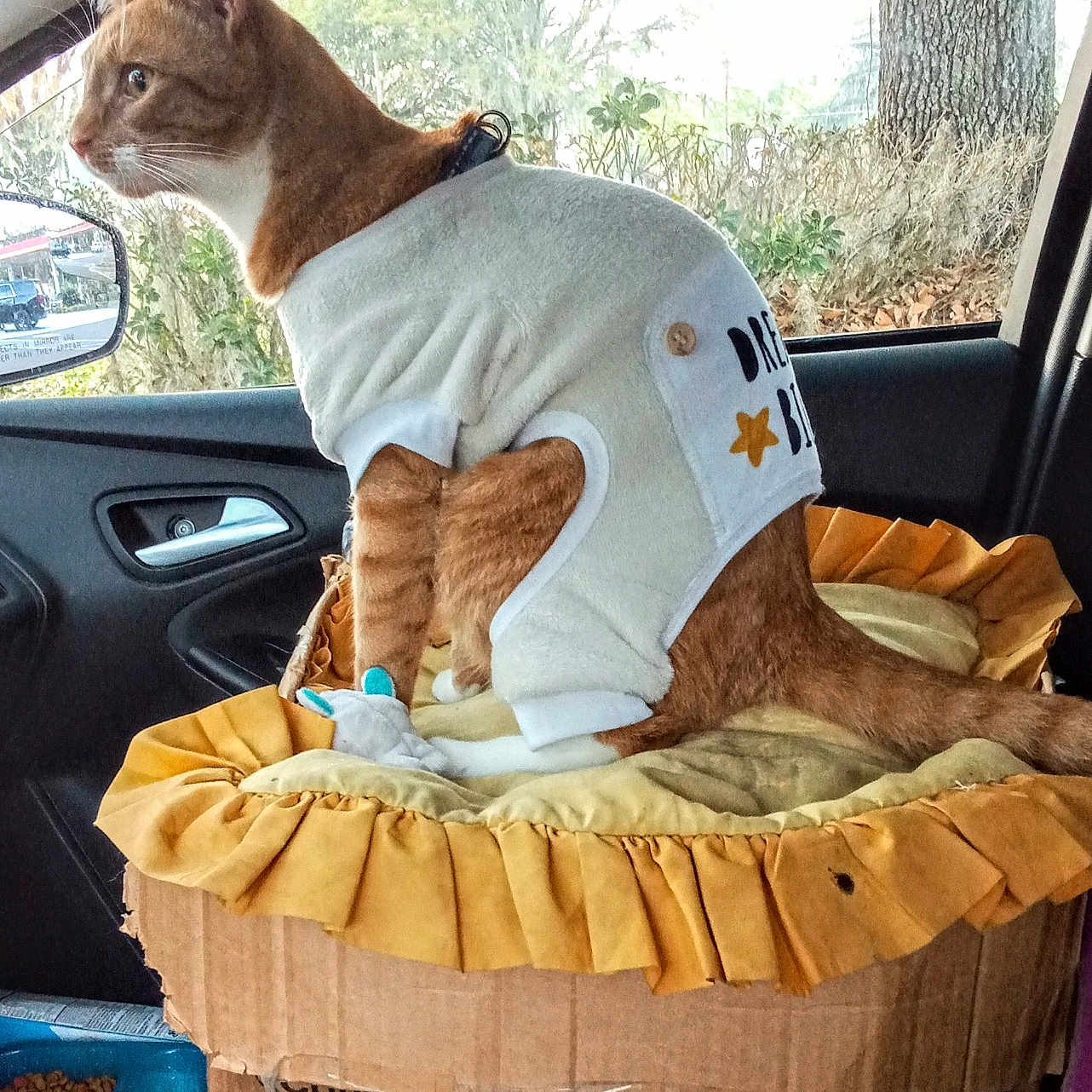 Boots Randolph joined the competition — help win amazing prizes! abyssinian, animal, basket, bed, canine, car, cat, couch, cradle, crib, cushion, dog, furniture, homedecor, infantbed, machine, pet, spoke, transportation, vehicle