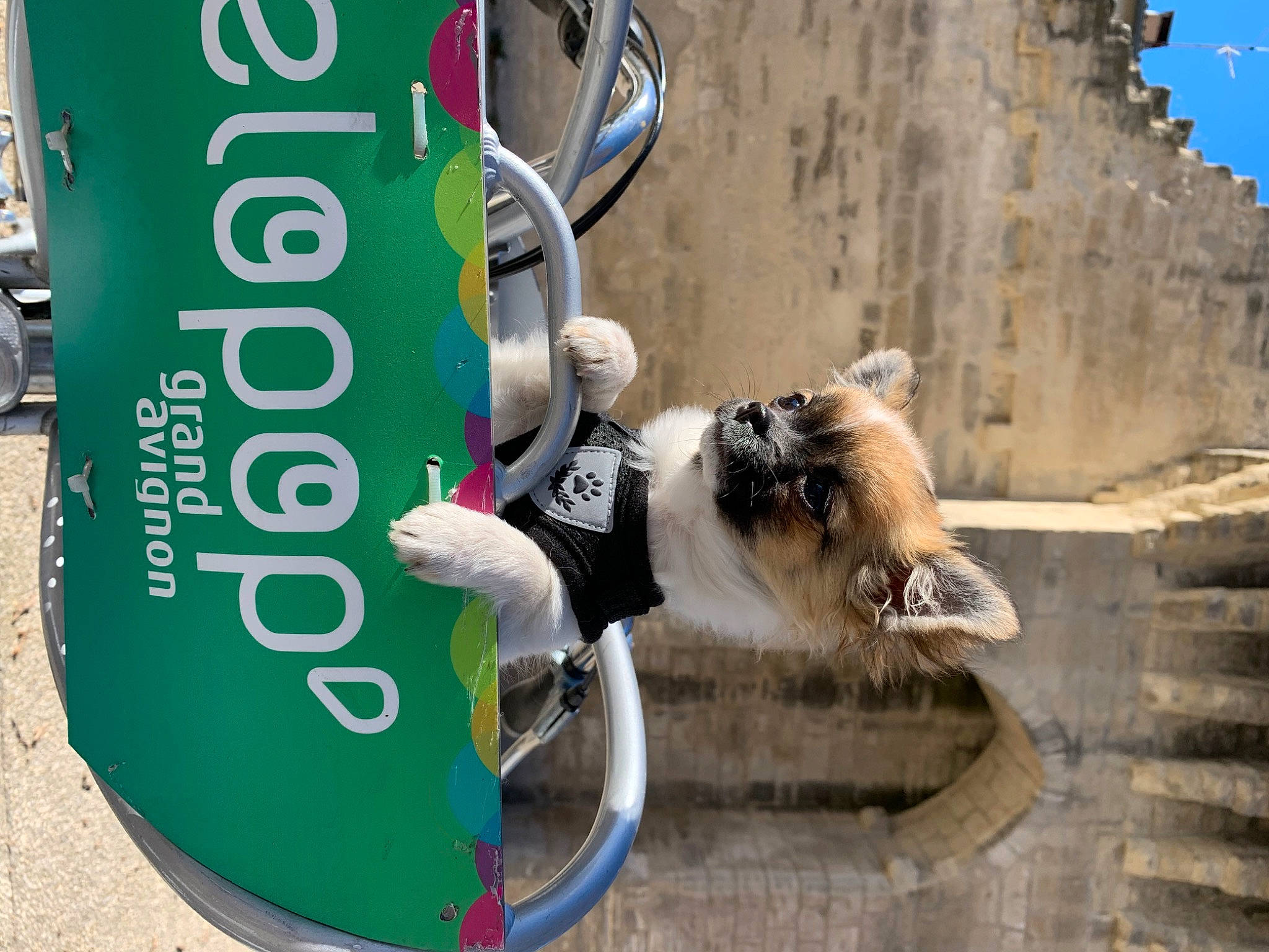 Sissi participe au concours pour gagner de l'argent avec cette photo : auto_part, automotive_exterior, automotive_tire, automotive_wheel_system, canidae, carnivore, cat, felidae, gas, motor_vehicle, pet_supply, recreation, sky, small_to_medium_sized_cats, soil, street, tail, tree, water