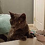Sadie is registered to the contest to win money with this photo: cat, gray_cat, feline, pet, indoor, curious, wide_eyes, table, blanket, door, floor, carpet, paw, fur, animal, domestic_animal, whiskers, ears, looking, side_view