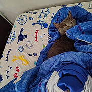 Sadie joined the competition — help win amazing prizes! cat, blanket, bed, bedding, gray_cat, indoor, pet, feline, resting, cozy, sleepy, comfort, fabric, pattern, home, fur, animal, cute, relaxing, yellow_eyes