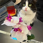 Papicha participe au concours pour gagner de l'argent avec cette photo : cat, tuxedo_cat, pet, animal, portrait, close_up, wide_eyes, whiskers, black_and_white, fluffy, collar, sitting, orchid, flowers, bouquet, pink_flowers, white_flowers, indoor, furniture, table