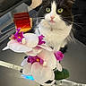 cat, tuxedo_cat, pet, animal, portrait, close_up, wide_eyes, whiskers, black_and_white, fluffy, collar, sitting, orchid, flowers, bouquet, pink_flowers, white_flowers, indoor, furniture, table