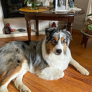 Utah a rejoint le concours — aidez-le/la à gagner de superbes lots ! dog, australian_shepherd, lying_down, wooden_floor, table, vase, flowers, portrait, indoor, decor, furniture, pet, animal, flooring, paw, fur, curious, relaxed, cozy, home