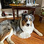 dog, australian_shepherd, lying_down, wooden_floor, table, vase, flowers, portrait, indoor, decor, furniture, pet, animal, flooring, paw, fur, curious, relaxed, cozy, home