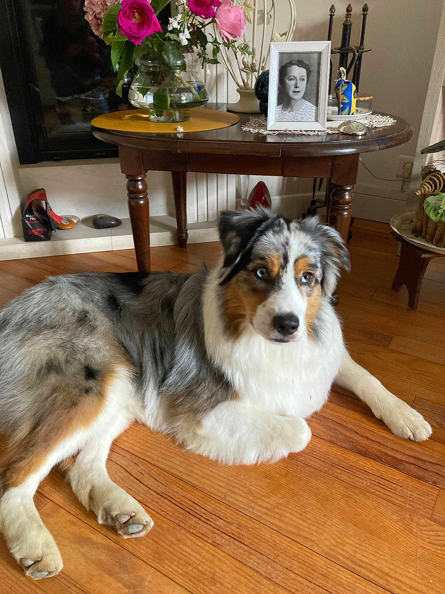 Utah a rejoint le concours — aidez-le/la à gagner de superbes lots ! dog, australian_shepherd, lying_down, wooden_floor, table, vase, flowers, portrait, indoor, decor, furniture, pet, animal, flooring, paw, fur, curious, relaxed, cozy, home
