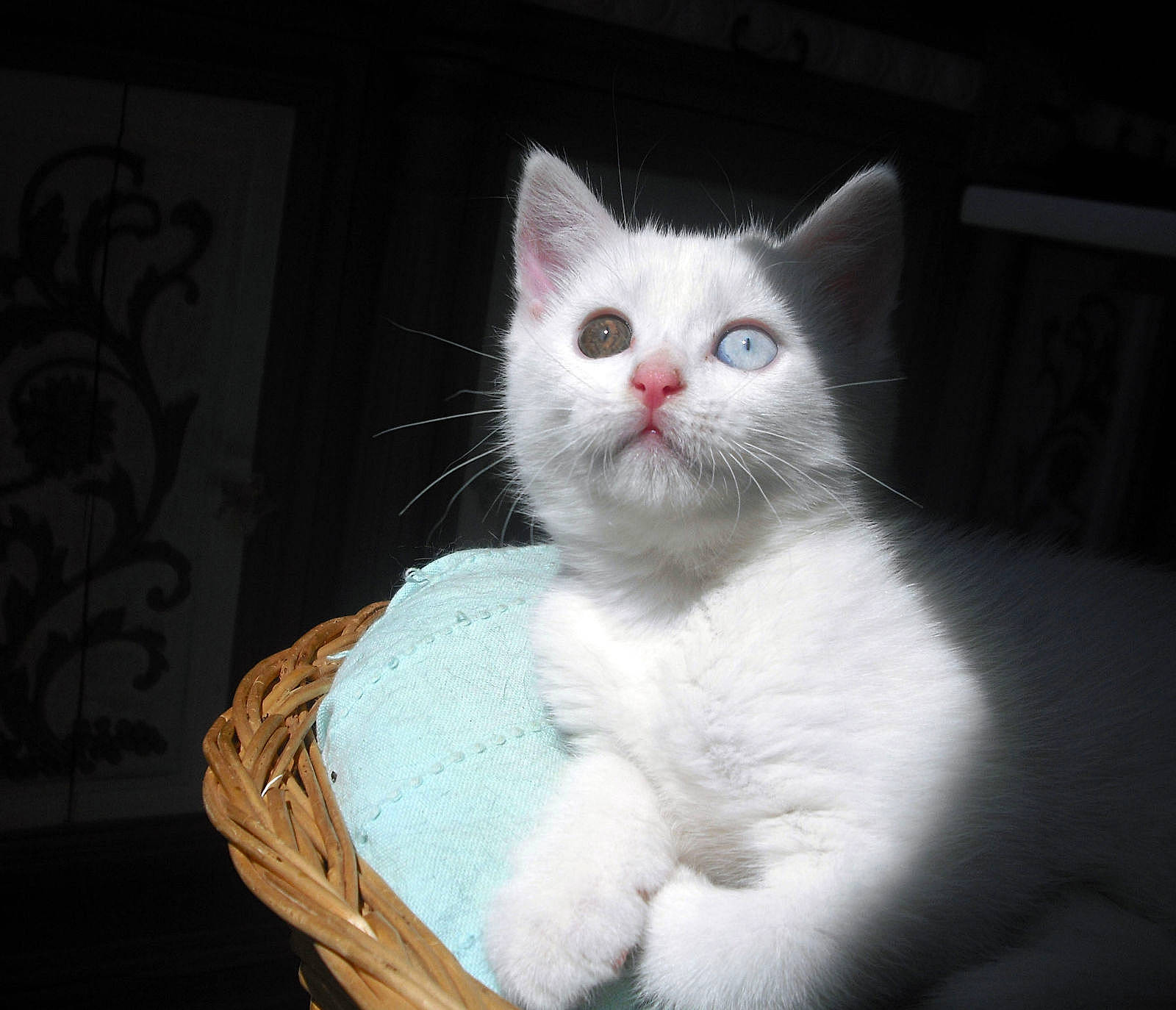 Eden participe au concours pour gagner de l'argent avec cette photo : aegean_cat, american_wirehair, asian, british_semi_longhair, burmilla, carnivore, cat, domestic_short_haired_cat, european_shorthair, felidae, khao_manee, kitten, mammal, ojos_azules, ragdoll, small_to_medium_sized_cats, turkish_angora, turkish_van, vertebrate, whiskers