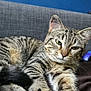 cat, tabby_cat, pet, animal, feline, relaxed, indoor, sofa, blanket, fur, whiskers, paws, ears, green_eyes, close_up, resting, cute, domestic_cat, striped, cozy