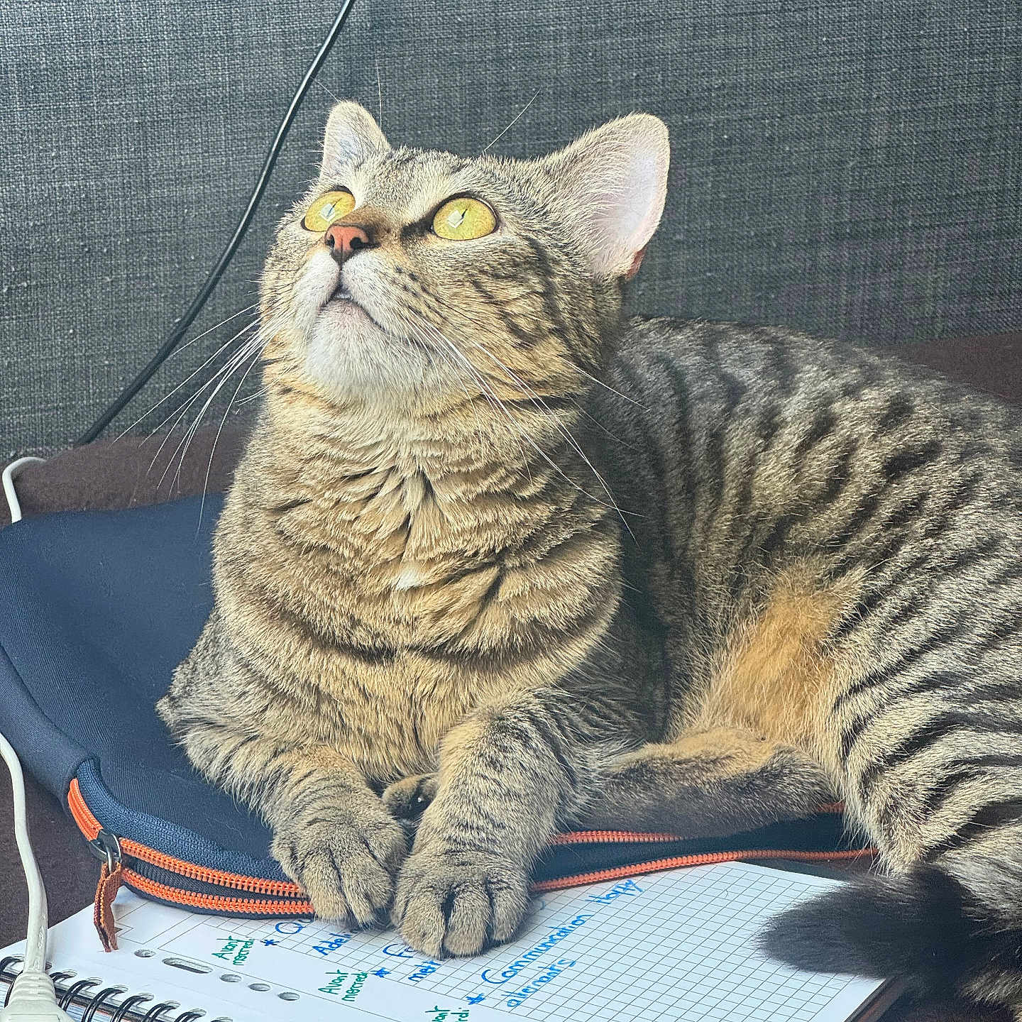 Tigrou a rejoint le concours — aidez-le/la à gagner de superbes lots ! cat, closeup, cord, curious, feline, gray_fabric, handwritten_notes, home, indoor, notebook, paws, pet, resting, striped_fur, study_area, tabby, tail, whiskers, yellow_eyes, zipper_pouch