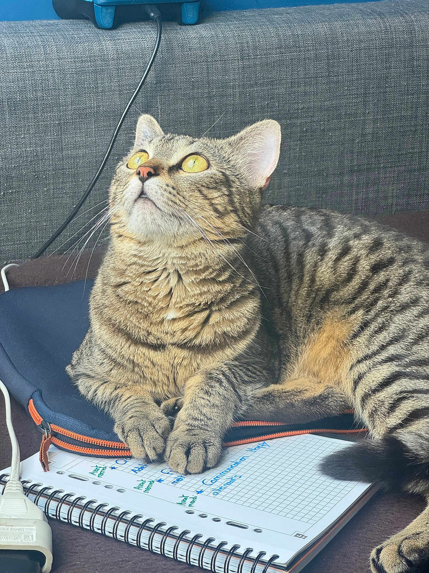 Tigrou