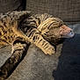 cat, tabby, sleeping, paw, fur, striped, couch, soft, cozy, indoor, pet, relaxed, whiskers, closeup, feline, nap, sunlight, shadow, texture, comfort