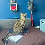 Tigrou a rejoint le concours — aidez-le/la à gagner de superbes lots ! cat, tabby_cat, bed, notebook, laptop_sleeve, game_controller, vacuum_cleaner, blue_wall, shelf, toy_ship, watermelon_decoration, figurines, couch, charging_cable, curious, indoor, pet, furniture, cozy, looking_up