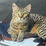 Tigrou a rejoint le concours — aidez-le/la à gagner de superbes lots ! cat, tabby_cat, yellow_eyes, notebook, handwritten_notes, paws, fur, striped, indoor, couch, zipper, study, writing, close_up, pet, domestic_animal, relaxed, resting, whiskers, curious