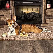 Princess joined the competition — help win amazing prizes! dog, pet, canine, brown_and_white, lying_down, fireplace, indoors, living_room, carpet, wood_floor, furniture, mantel, home, toy, chew_toy, harness, collar, relaxed, portrait, warm_lighting