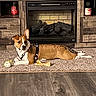 dog, pet, canine, brown_and_white, lying_down, fireplace, indoors, living_room, carpet, wood_floor, furniture, mantel, home, toy, chew_toy, harness, collar, relaxed, portrait, warm_lighting