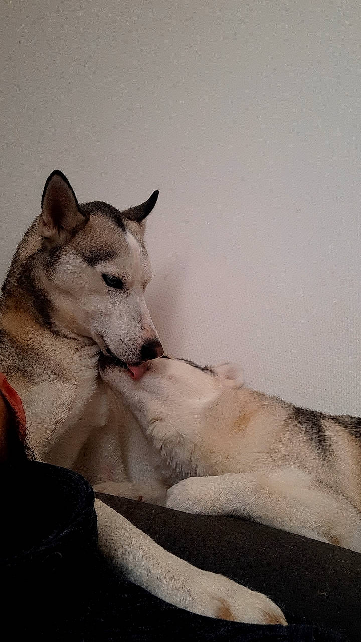 Pitch Et Taïga a rejoint le concours — aidez-le/la à gagner de superbes lots ! ancient_dog_breeds, canidae, canis, carnivore, comfort, companion_dog, dog, dog_breed, fawn, fur, grey, non_sporting_group, paw, siberian_husky, sitting, sporting_group, terrestrial_animal, whiskers, working_animal, working_dog