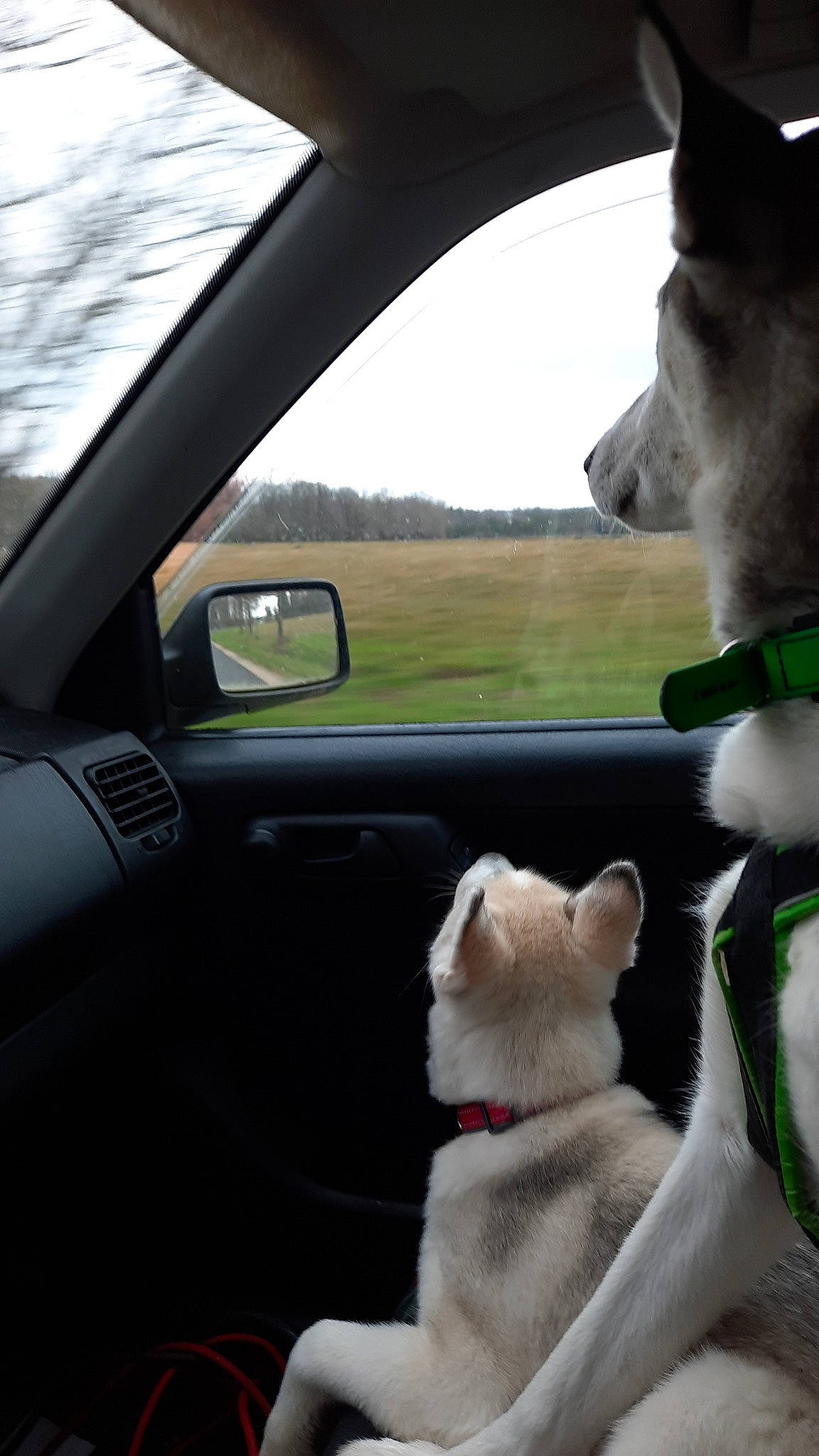 Pitch Et Taïga participe au concours pour gagner de l'argent avec cette photo : automotive_exterior, automotive_mirror, automotive_side_view_mirror, car, carnivore, collar, dog, dog_breed, fawn, green, light, mirror, motor_vehicle, plant, sky, steering_wheel, vehicle, vehicle_door, white, window