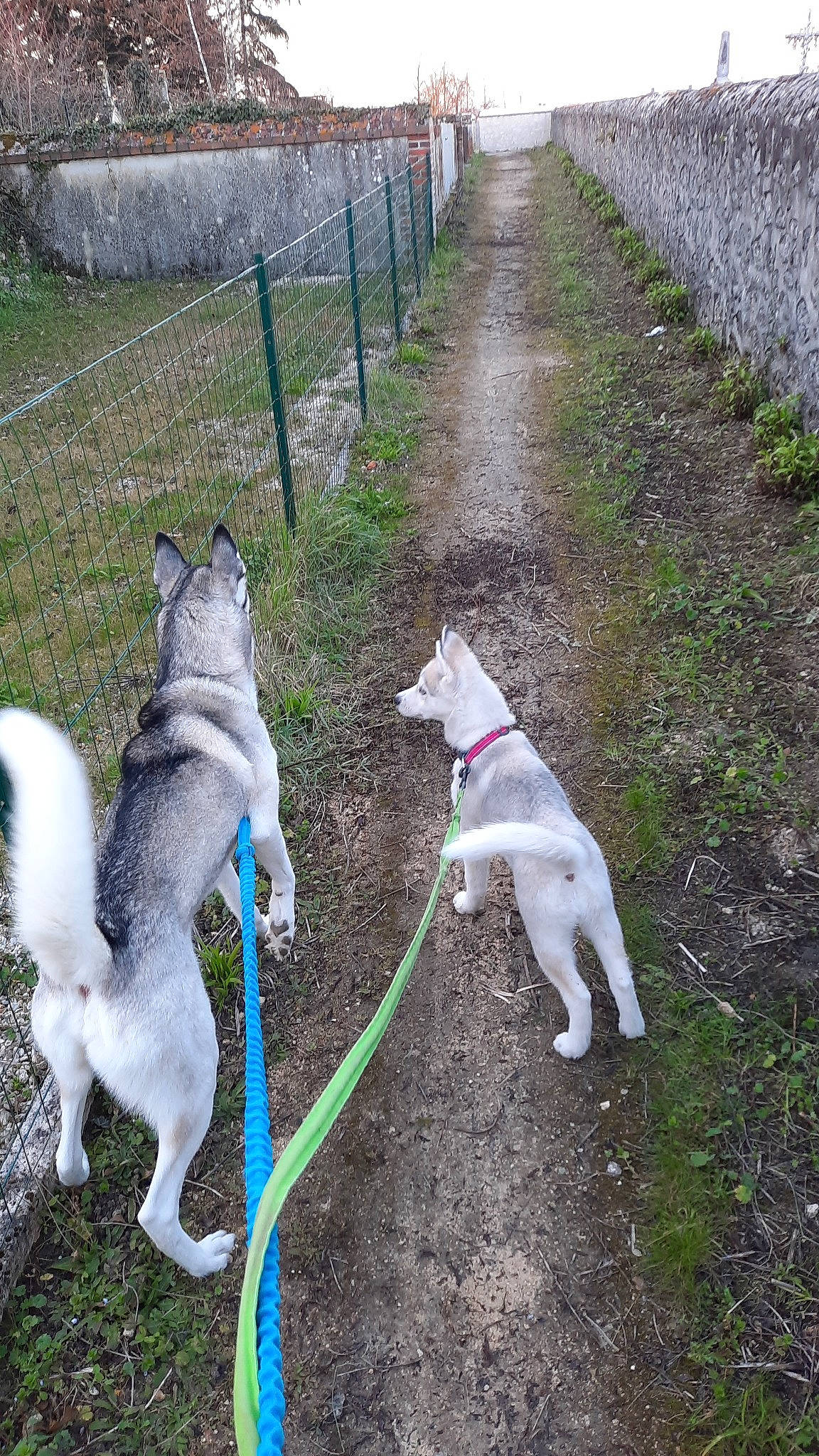 Pitch Et Taïga participe au concours pour gagner de l'argent avec cette photo : canidae, carnivore, collar, companion_dog, dog, dog_breed, dog_collar, dog_supply, fashion_accessory, fawn, fence, garden_hose, grass, leash, mammal, pet_supply, sled_dog, sporting_group, tail, vertebrate