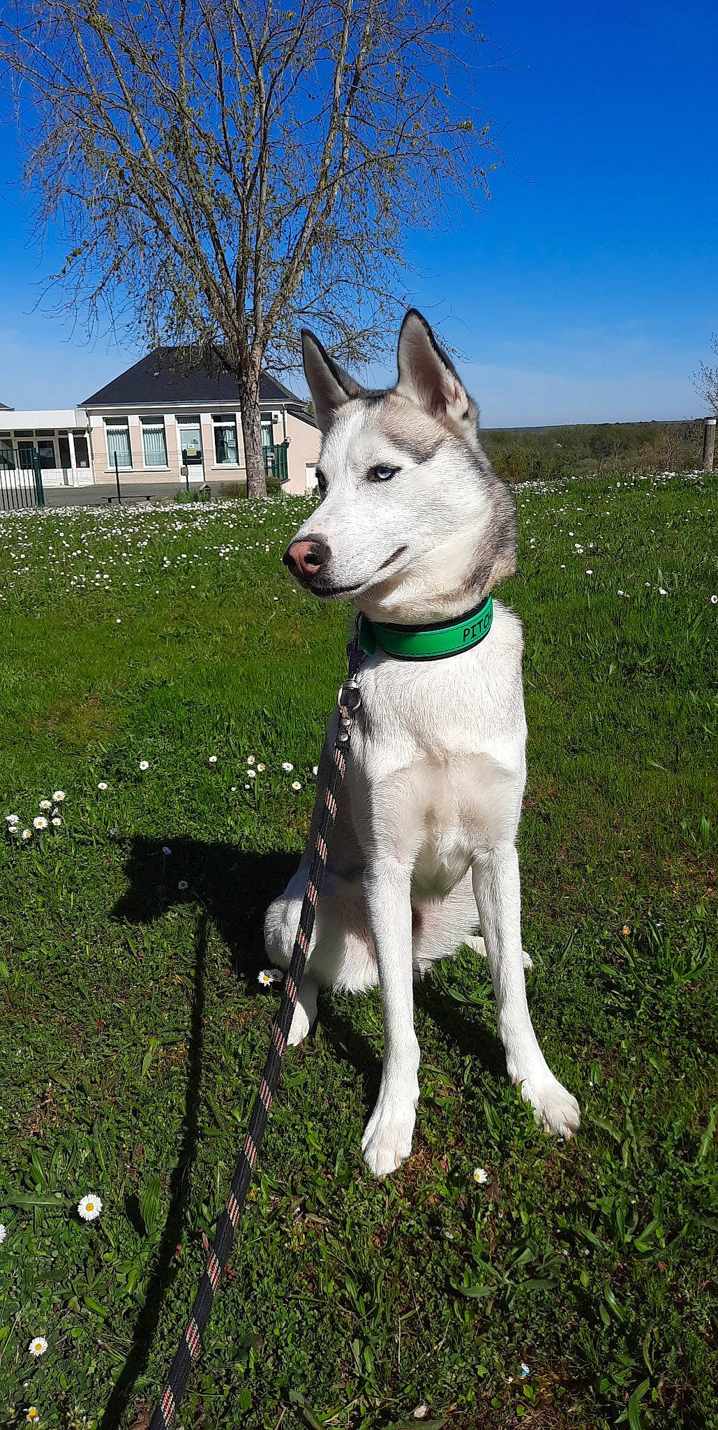Pitch participe au concours pour gagner de l'argent avec cette photo : building, canidae, carnivore, collar, companion_dog, dog, dog_breed, dog_collar, dog_supply, fawn, grass, plant, recreation, sky, snout, sporting_group, tail, tree, window, working_animal