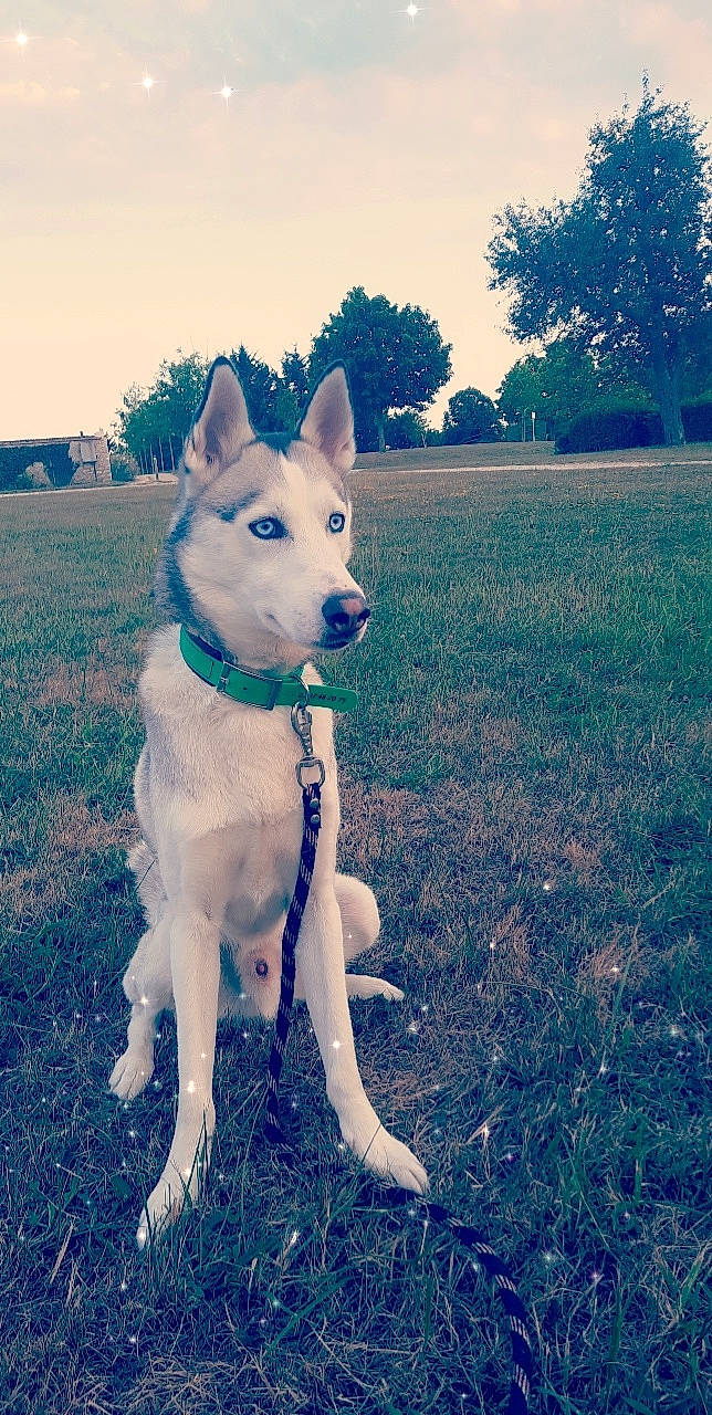 Pitch participe au concours pour gagner de l'argent avec cette photo : blue, carnivore, cloud, collar, companion_dog, dog, dog_breed, dog_collar, electric_blue, fawn, grass, happy, plant, sky, sunlight, tail, tints_and_shades, tree, working_animal, working_dog