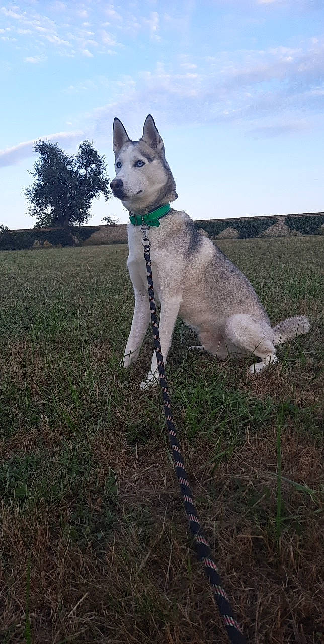 Pitch participe au concours pour gagner de l'argent avec cette photo : canidae, carnivore, cloud, collar, companion_dog, dog, dog_breed, dog_collar, fawn, felidae, grass, grassland, plant, sky, sporting_group, tail, tree, whiskers, working_animal, working_dog