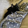 animal, black_cat, blanket, bone_pattern, cat, comfort, couch, cozy, feline, fur, home, indoor, paw_prints, pet, relaxation, resting, sleepy, snug, soft_texture, whiskers