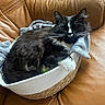 Mustang a rejoint le concours — aidez-le/la à gagner de superbes lots ! basket, black_and_white, blanket, cat, comfort, cozy, cute, domestic_animal, feline, fluffy, fur, home, indoor, leather_couch, nap, pet, relaxed, resting, sleeping, whiskers