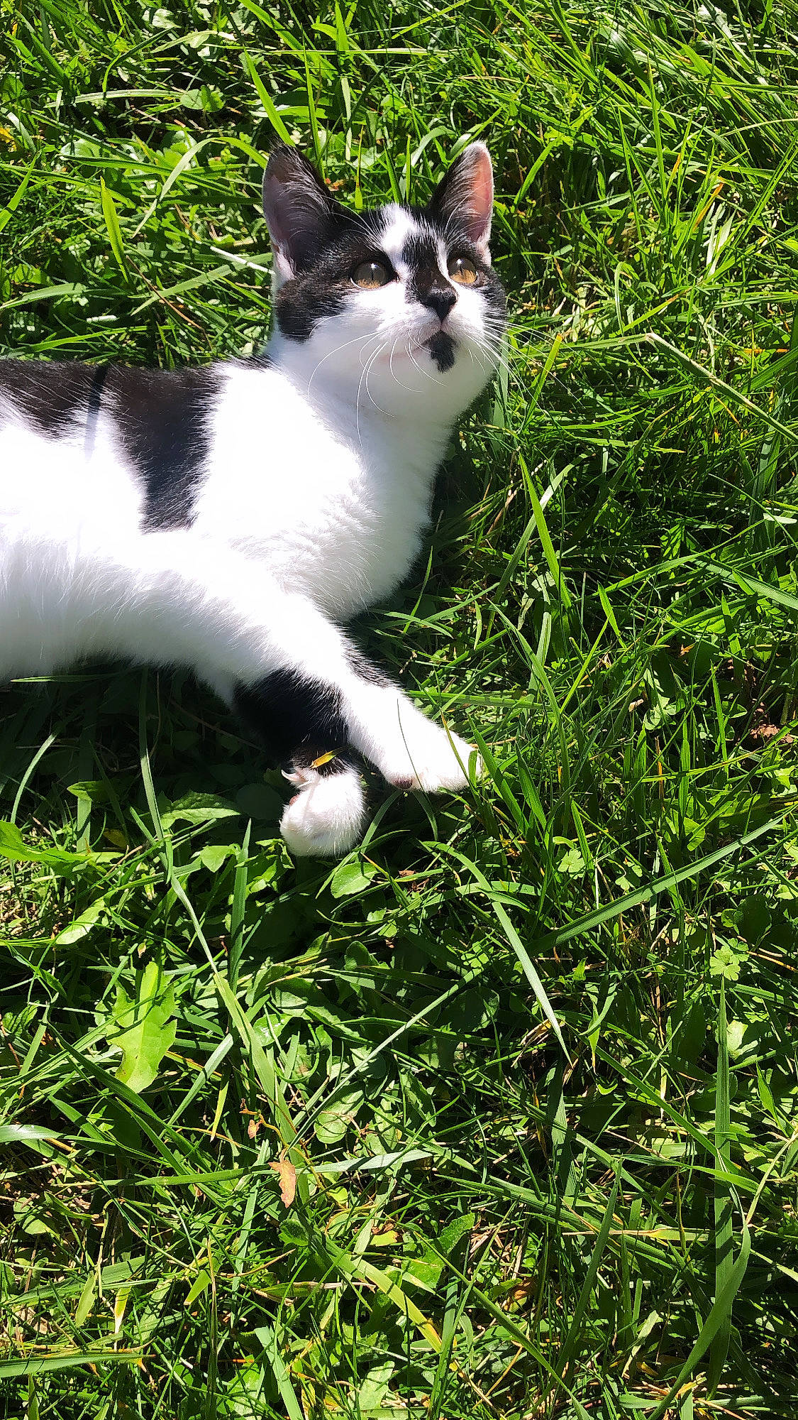 Sacha participe au concours pour gagner de l'argent avec cette photo : carnivore, cat, domestic_short_haired_cat, felidae, fur, garden, grass, grass_family, grassland, groundcover, herbaceous_plant, lawn, pasture, plant, shrub, small_to_medium_sized_cats, tail, terrestrial_animal, tree, whiskers