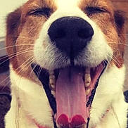 Fripouille a rejoint le concours — aidez-le/la à gagner de superbes lots ! dog, canine, pet, close_up, tongue, mouth_open, yawning, happy, smiling, fur, whiskers, nose, ears, collar, domestic_animal, animal_face, cute, playful, joyful, indoor